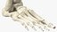 Medical Anatomical Human Skeleton Foot