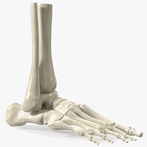Medical Anatomical Human Skeleton Foot
