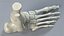 Medical Anatomical Human Skeleton Foot