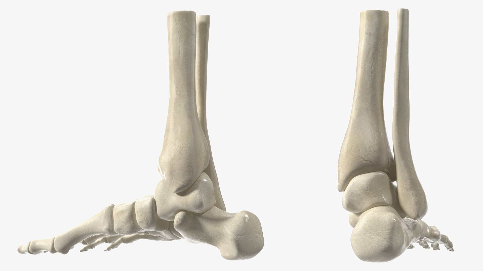 3D model Medical Anatomical Human Skeleton Foot https://p.turbosquid.com/ts-thumb/G4/jL9kTI/b1/medicalanatomicalhumanskeletonfoot3dsmodel013/jpg/1676015859/1920x1080/fit_q87/92af450a9c254b98f7ff64bea81d0c7e48abf127/medicalanatomicalhumanskeletonfoot3dsmodel013.jpg