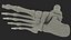 Medical Anatomical Human Skeleton Foot