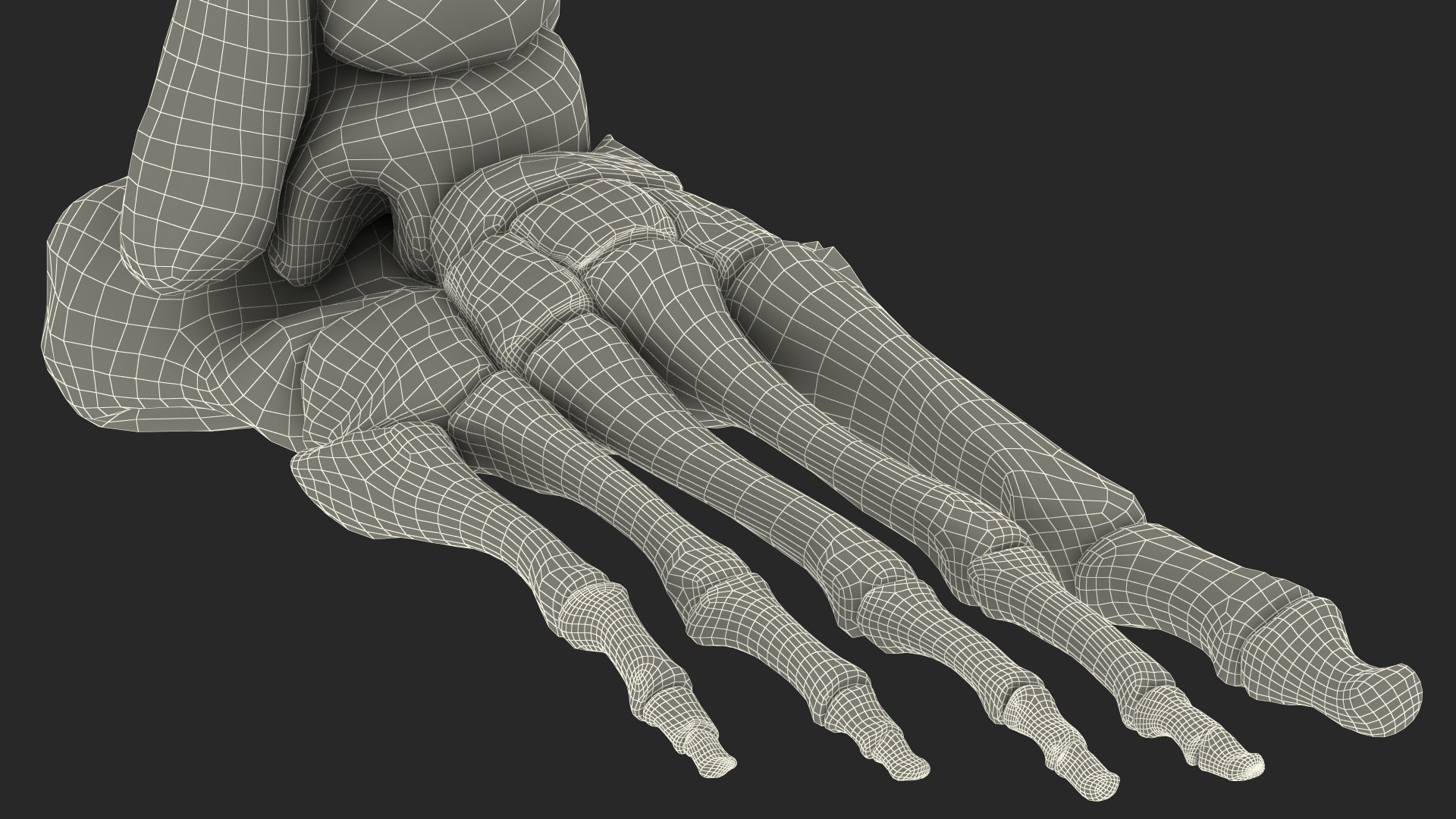 3D model Medical Anatomical Human Skeleton Foot https://p.turbosquid.com/ts-thumb/G4/jL9kTI/fW/medicalanatomicalhumanskeletonfoot3dsmodel031/jpg/1676015924/1920x1080/fit_q87/78ae9e08d5cda60ed06c90bc2fe54cd1bd33ae99/medicalanatomicalhumanskeletonfoot3dsmodel031.jpg