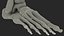 Medical Anatomical Human Skeleton Foot