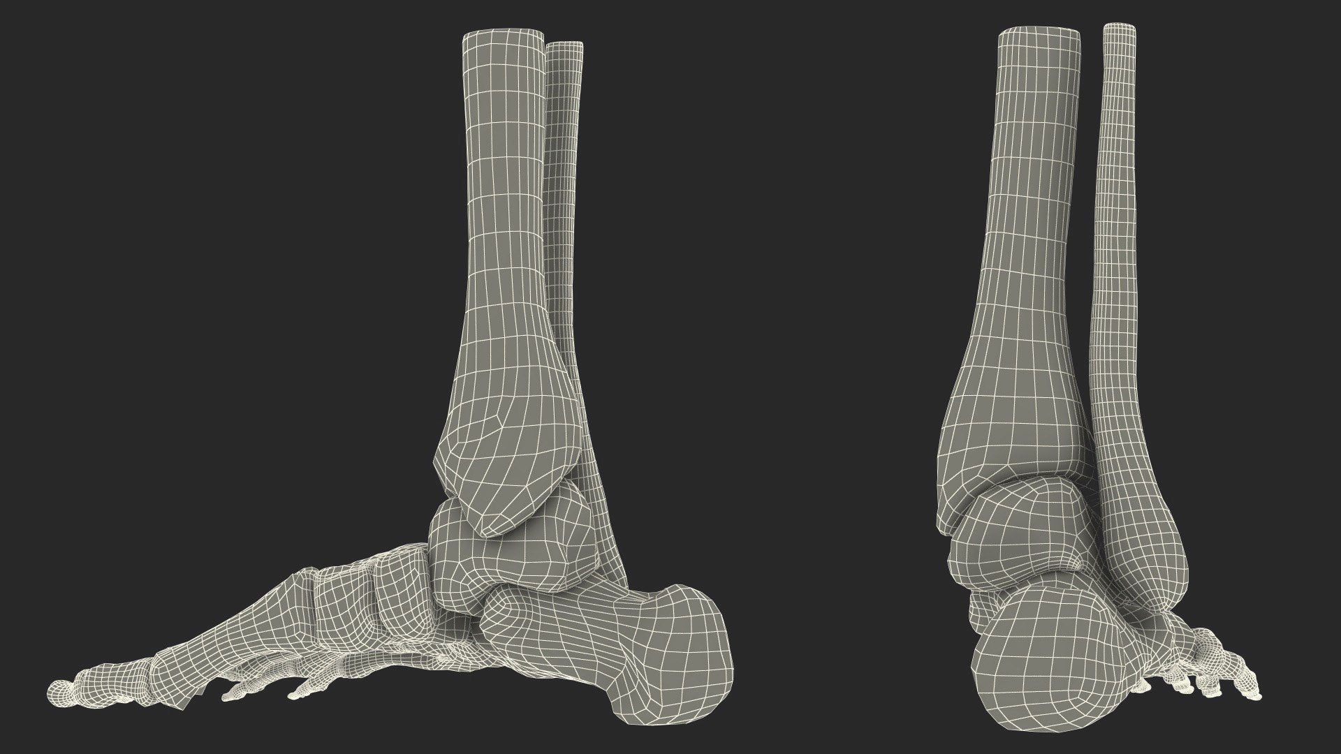 3D model Medical Anatomical Human Skeleton Foot https://p.turbosquid.com/ts-thumb/G4/jL9kTI/iU/medicalanatomicalhumanskeletonfoot3dsmodel029/jpg/1676015916/1920x1080/fit_q87/d5a606ea6890ac0f2fd4f1954514181fa002afd6/medicalanatomicalhumanskeletonfoot3dsmodel029.jpg