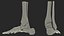 Medical Anatomical Human Skeleton Foot