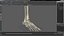 Medical Anatomical Human Skeleton Foot