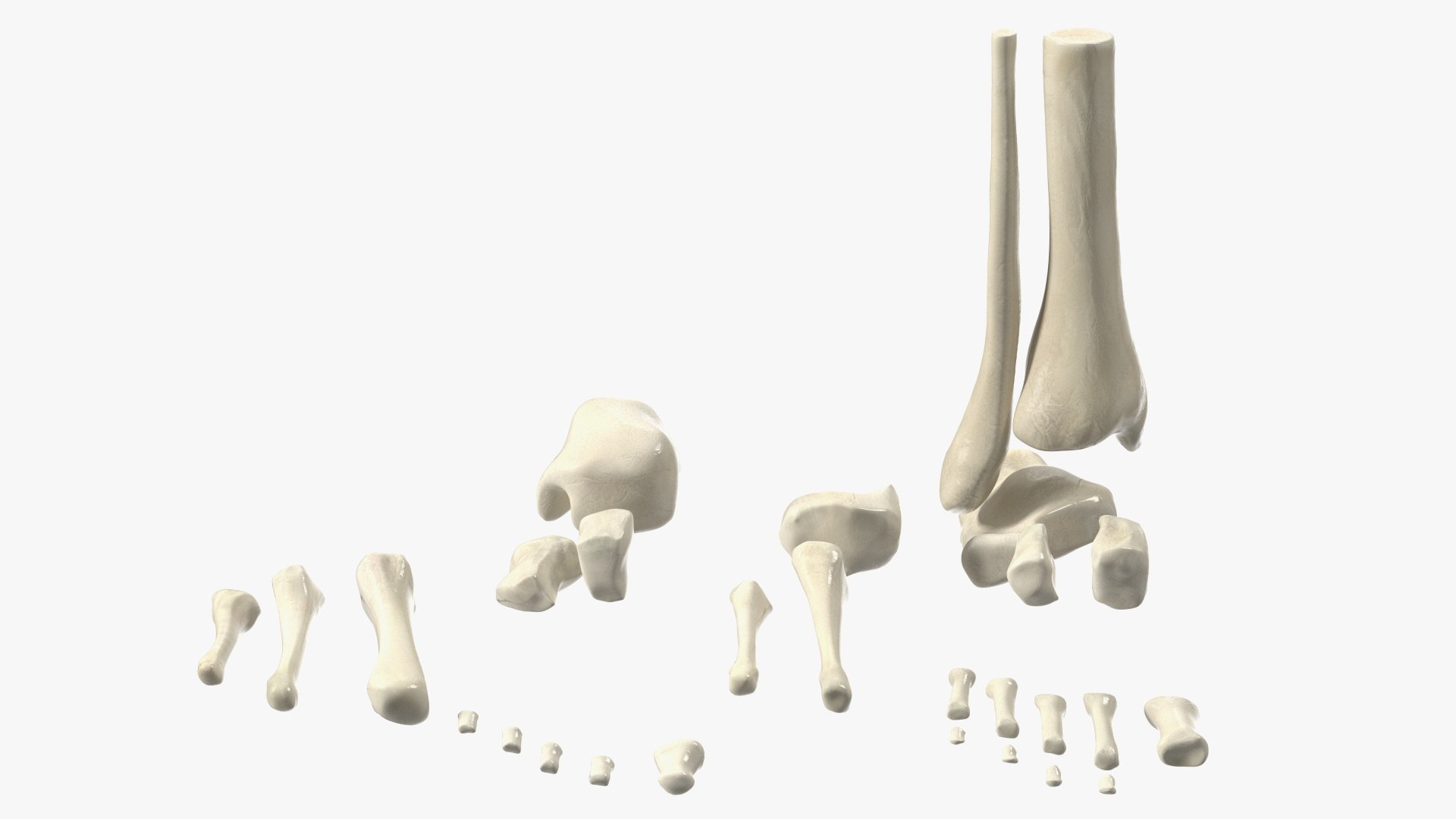 3D model Medical Anatomical Human Skeleton Foot https://p.turbosquid.com/ts-thumb/G4/jL9kTI/lL/medicalanatomicalhumanskeletonfoot3dsmodel017/jpg/1676015871/1920x1080/fit_q87/03309d7e3e4fae159440e295efa74b7b9e020560/medicalanatomicalhumanskeletonfoot3dsmodel017.jpg
