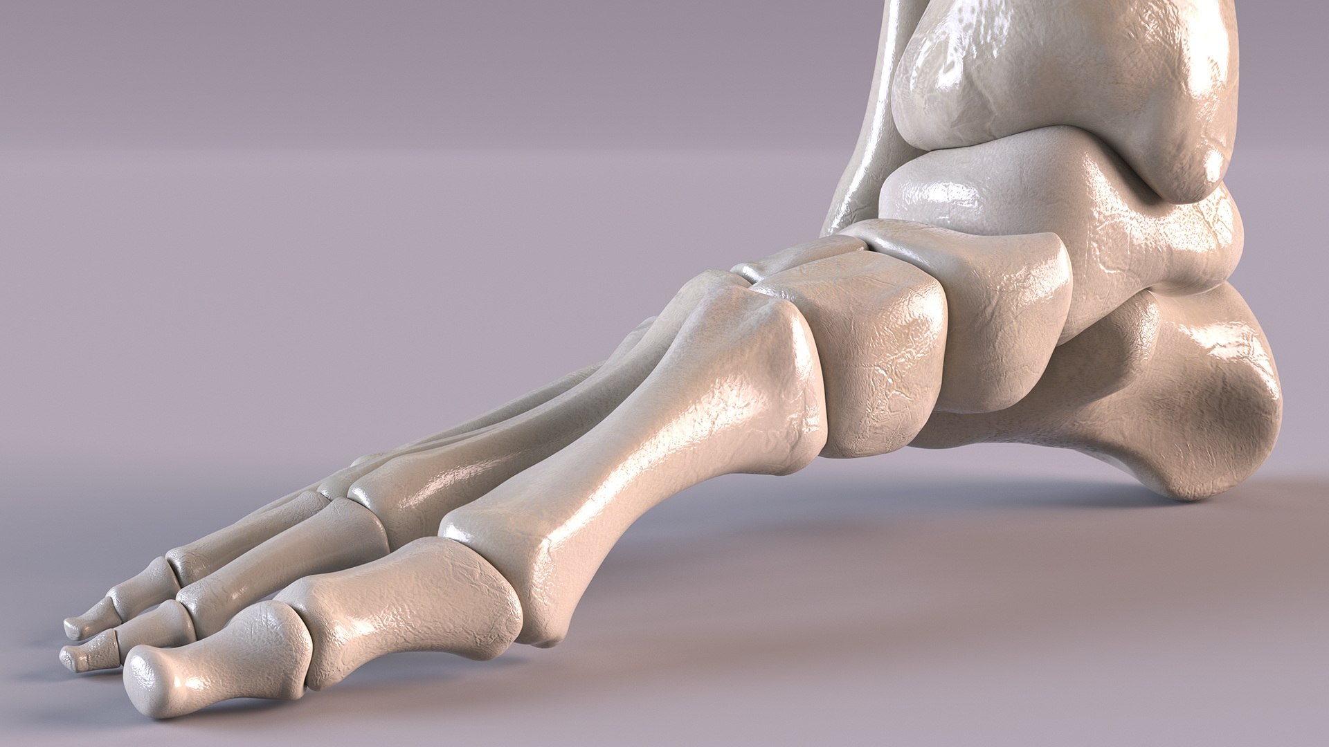 3D model Medical Anatomical Human Skeleton Foot https://p.turbosquid.com/ts-thumb/G4/jL9kTI/p4/medicalanatomicalhumanskeletonfoot3dsmodel011/jpg/1676015853/1920x1080/fit_q87/aa87e7624db527f48579942d0fd23a75a7b266df/medicalanatomicalhumanskeletonfoot3dsmodel011.jpg