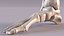 Medical Anatomical Human Skeleton Foot