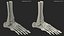 Medical Anatomical Human Skeleton Foot