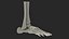Medical Anatomical Human Skeleton Foot