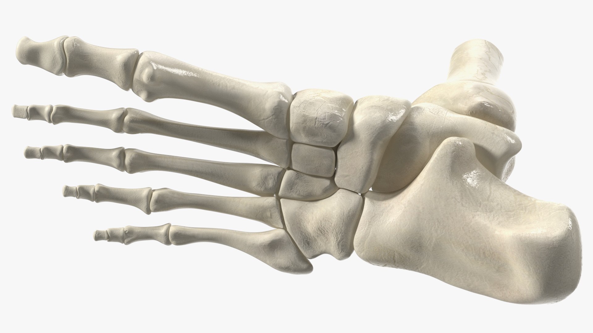 3D model Medical Anatomical Human Skeleton Foot - TurboSquid 2025925