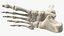 Medical Anatomical Human Skeleton Foot