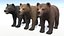Bear - Cub