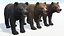 Bear - Cub