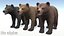 Bear - Cub