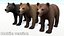 Bear - Cub