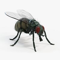 Fly Static