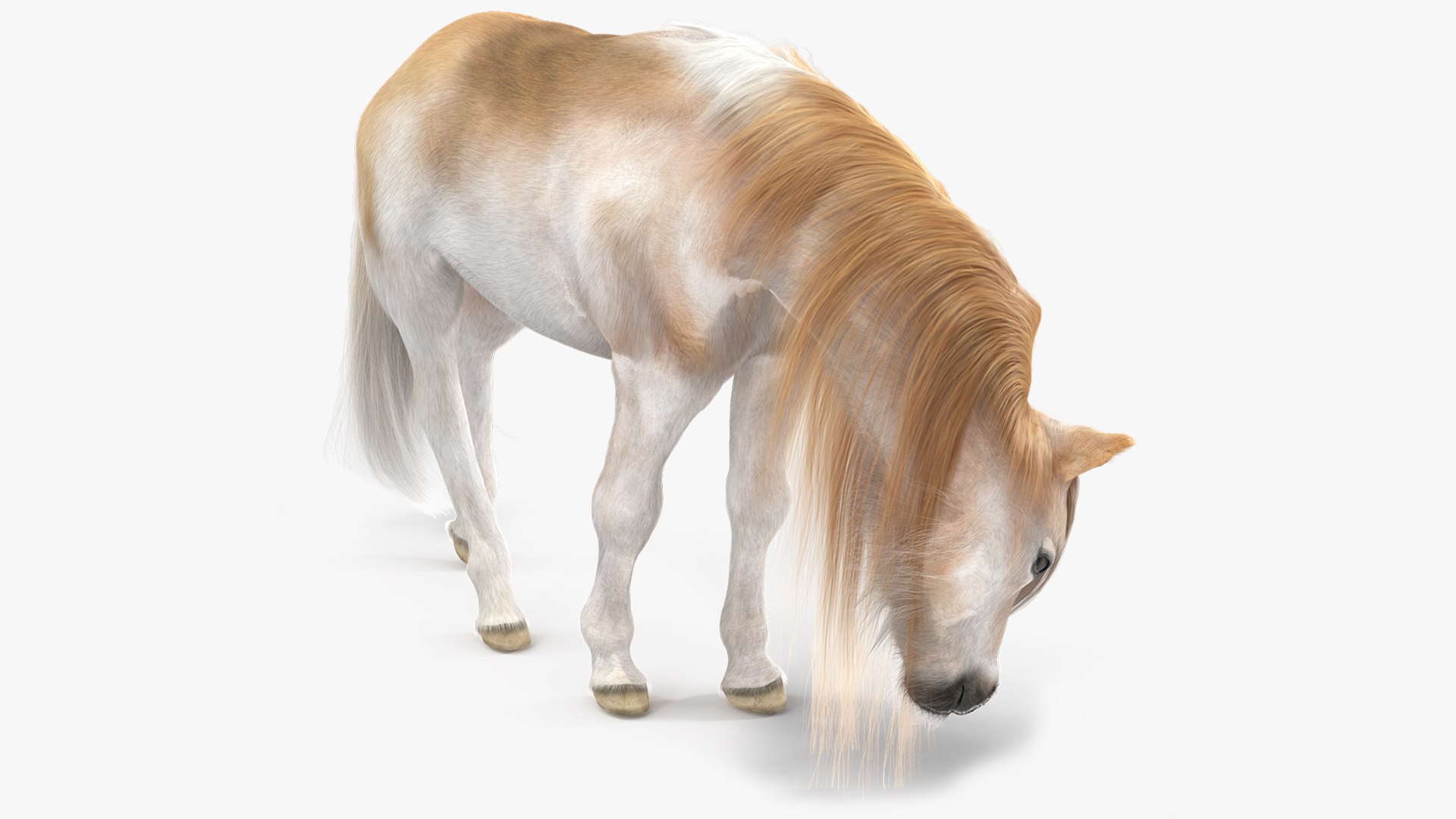 Pony with Long Mane Grazing Fur 3D model preview