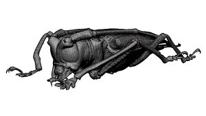 Long-Horned-Beetle  CTscan data 3D model