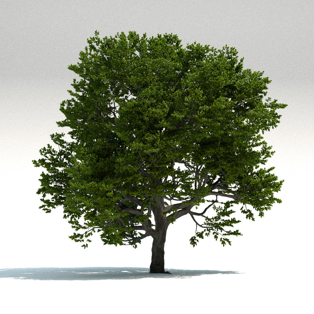 3D Old Beech Tree TurboSquid 1293789