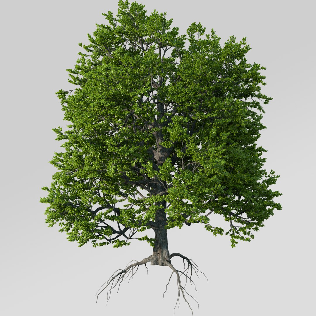 3D Old Beech Tree - TurboSquid 1293789