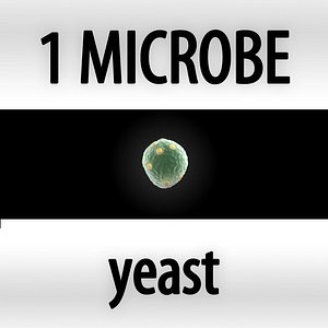 yeast - saccharomyces cerevisiae