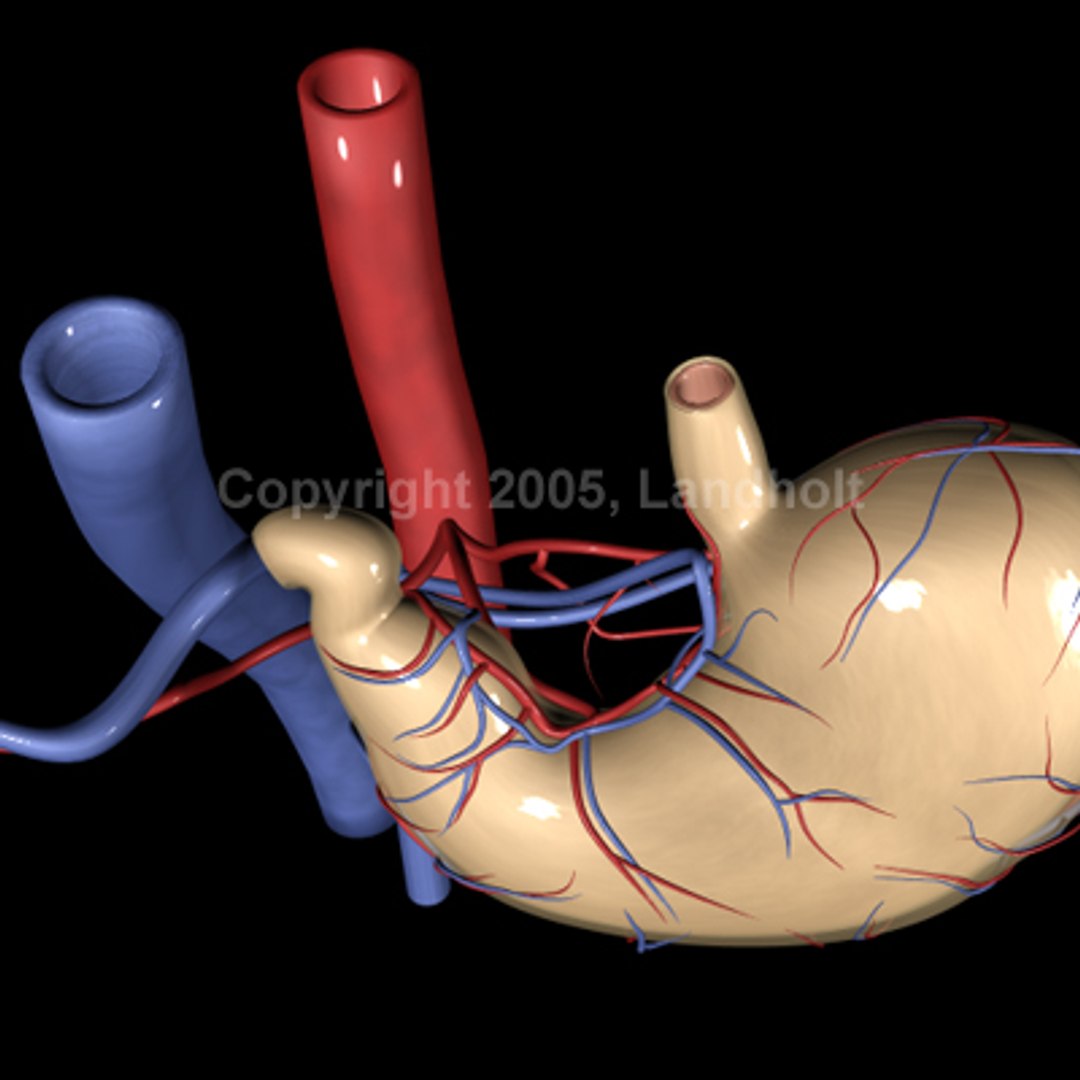 anatomically stomach 3d ma https://p.turbosquid.com/ts-thumb/G5/SW2qLX/18YSfVhy/stomach_06/jpg/1124414661/1920x1080/fit_q87/3a0d7934daa46aad86cf4cbe35c09f2c1f381fdd/stomach_06.jpg