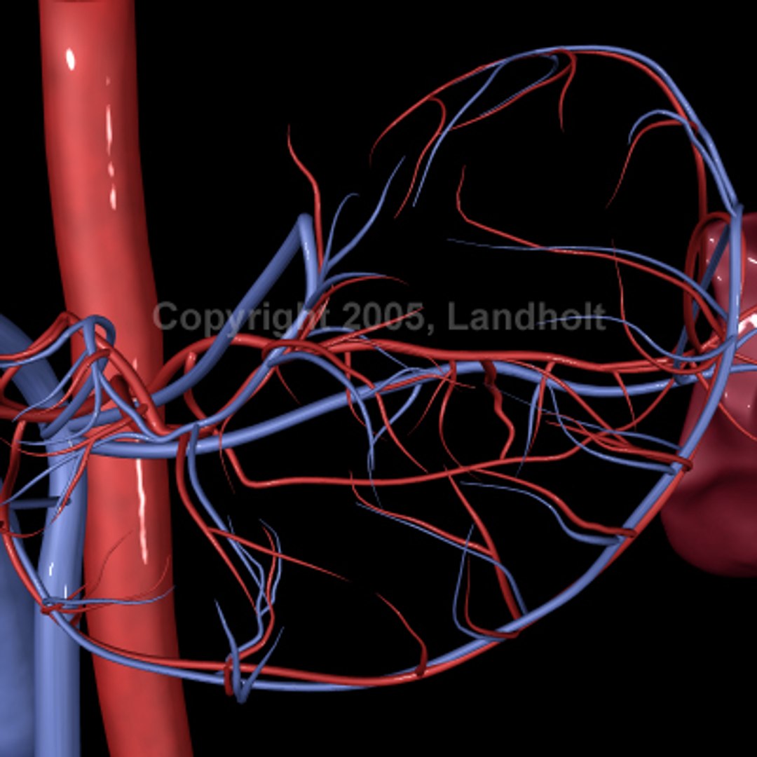 anatomically stomach 3d ma https://p.turbosquid.com/ts-thumb/G5/SW2qLX/DmTu4J6K/stomach_10/jpg/1124414698/1920x1080/fit_q87/2e34acfcba772cbeaf62cb36683c806939794554/stomach_10.jpg