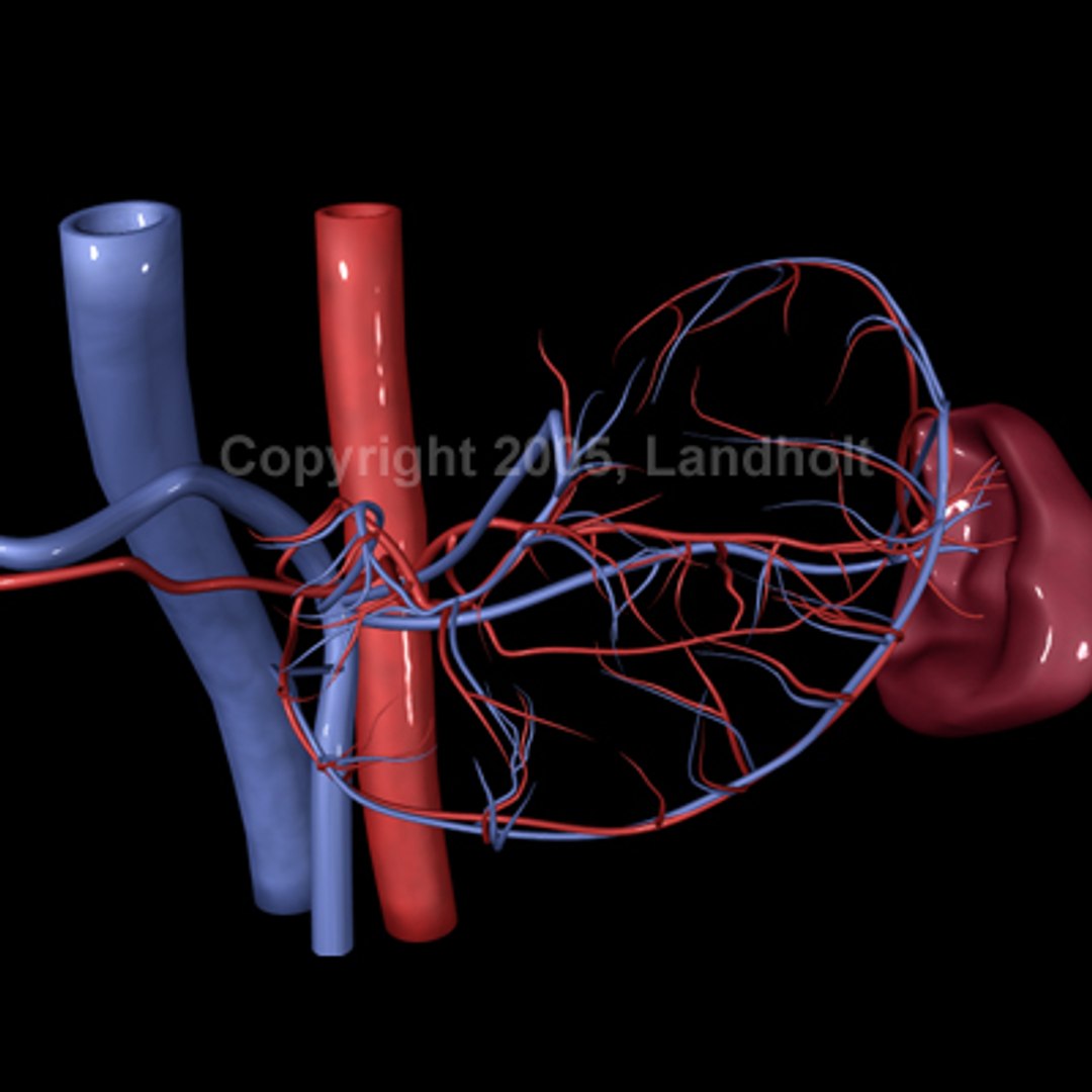 anatomically stomach 3d ma https://p.turbosquid.com/ts-thumb/G5/SW2qLX/X27Lq4iH/stomach_09/jpg/1124414680/1920x1080/fit_q87/56182eb7e21896fc044ef9f9d39ac016c1877d46/stomach_09.jpg
