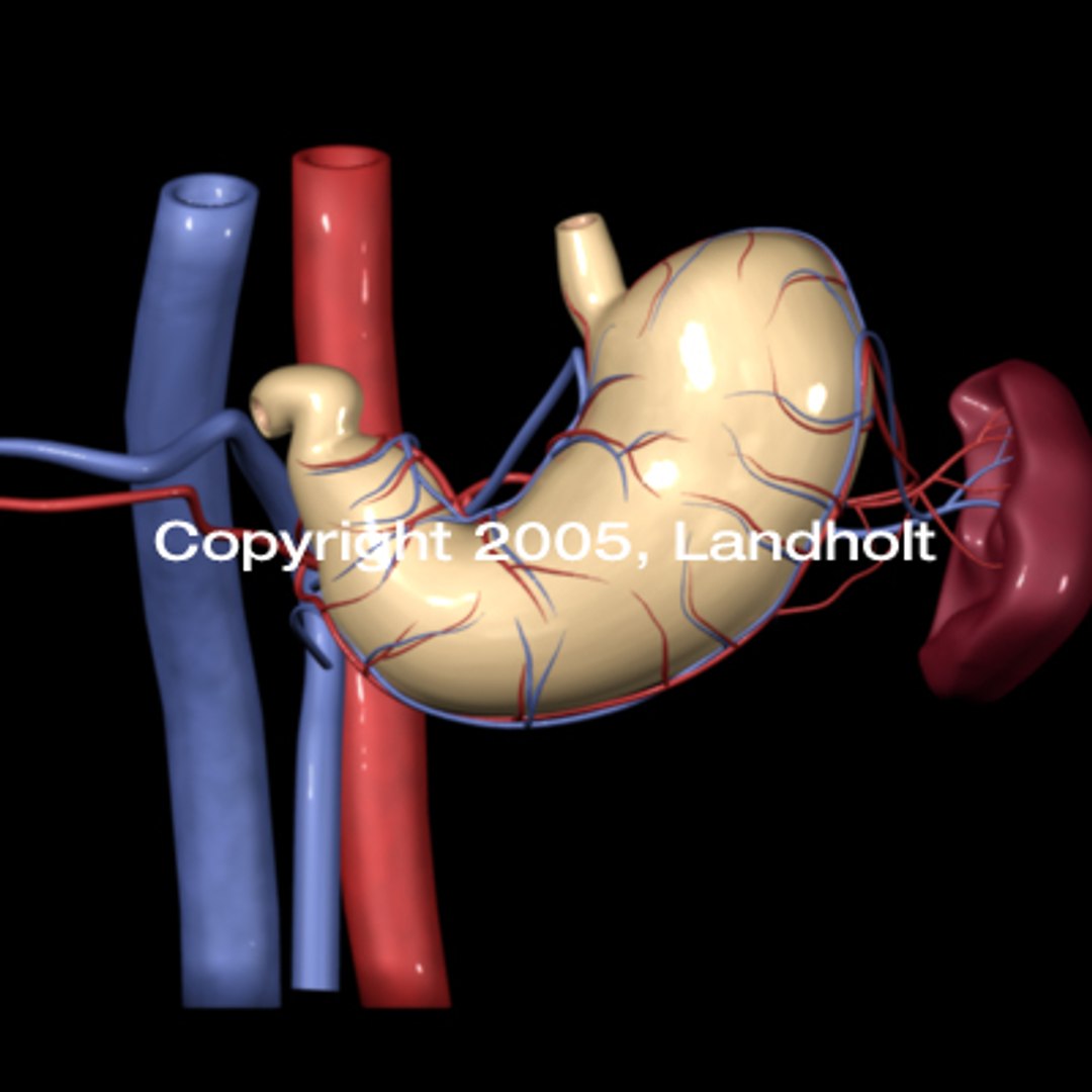 anatomically stomach 3d ma https://p.turbosquid.com/ts-thumb/G5/SW2qLX/mft9QQbM/stomach_11/jpg/1124590350/1920x1080/fit_q87/88e7bb88b38d8c5ecfffc7330f18615a228d1e15/stomach_11.jpg