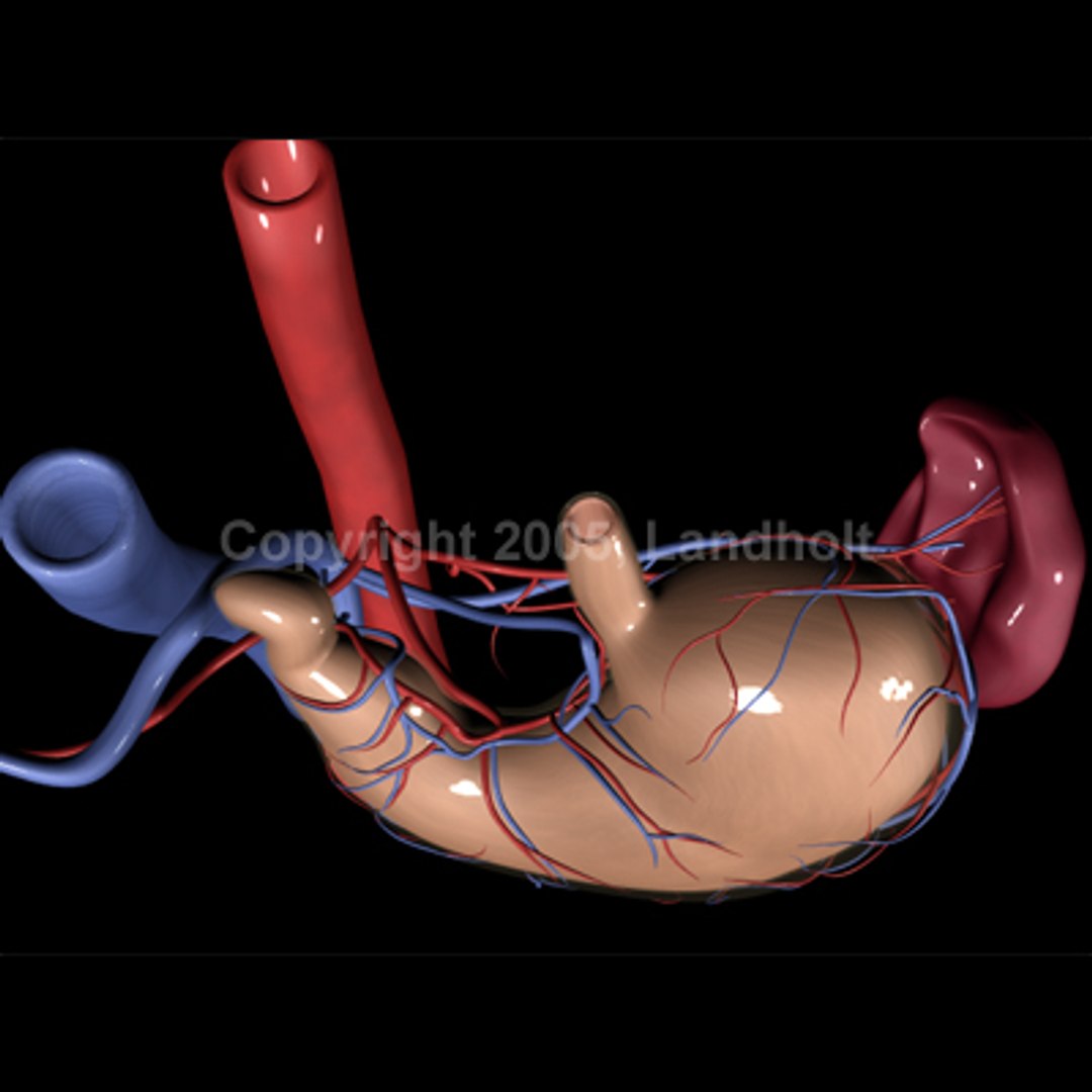 anatomically stomach 3d ma https://p.turbosquid.com/ts-thumb/G5/SW2qLX/qG1t8oyg/stomach_05/jpg/1124414655/1920x1080/fit_q87/48c863c6ae55c8cb9984523454a4ab515508c260/stomach_05.jpg