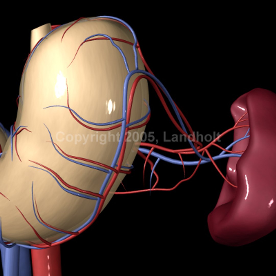 anatomically stomach 3d ma https://p.turbosquid.com/ts-thumb/G5/SW2qLX/upzTwUDY/stomach_04/jpg/1124414651/1920x1080/fit_q87/0b80009a4a194d51adbac0c7f3449681bdd90538/stomach_04.jpg