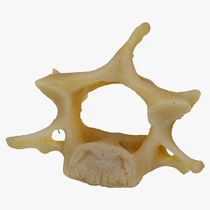 3D Kangaroo (Macropus) Cervical Vertebrae C4 RAW Scan model