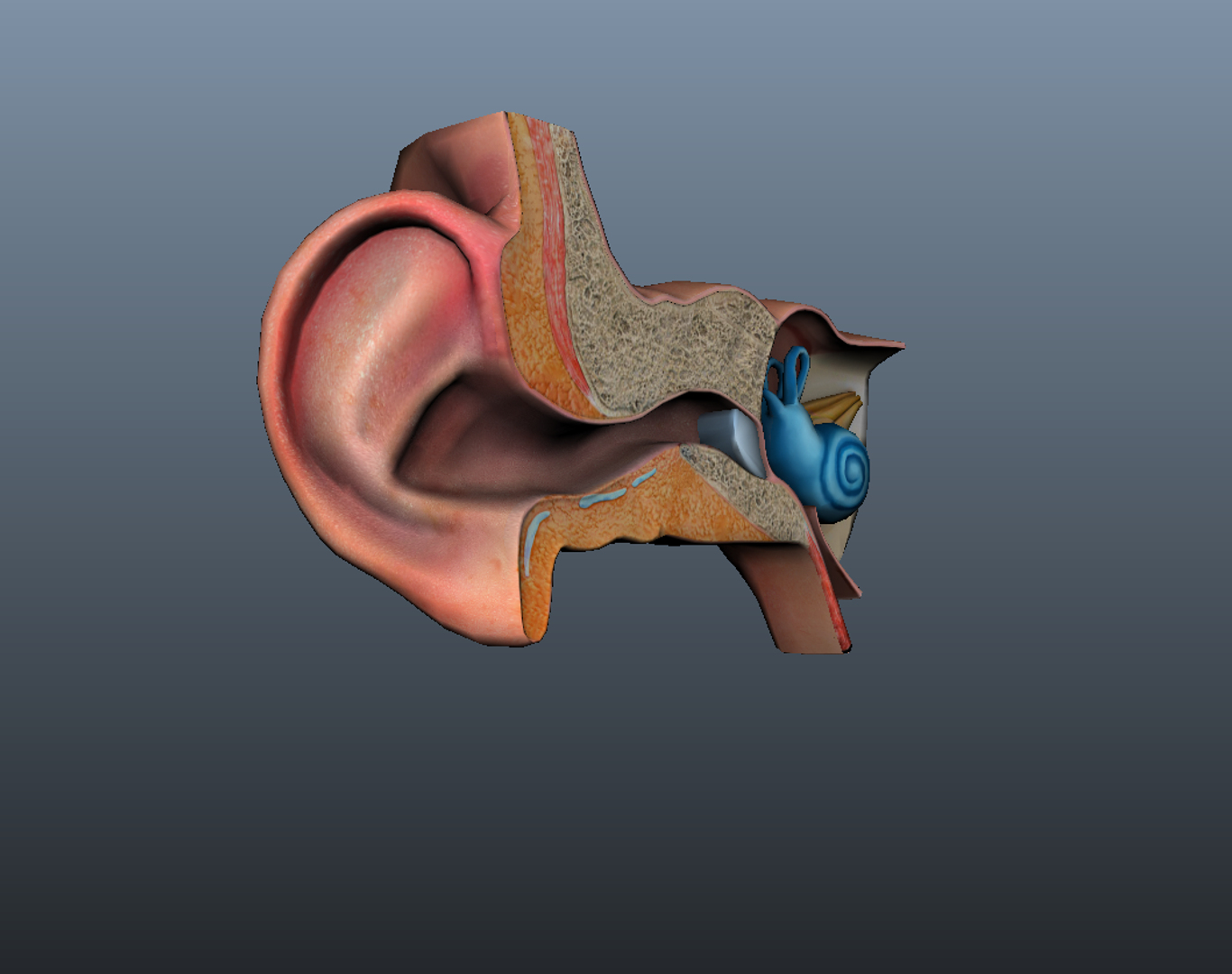 Ear Canal 3d Model