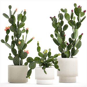 3D Set of cacti in white pots with Prickly pear cactus 1475