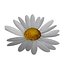 daisy blossoming 3d 3ds