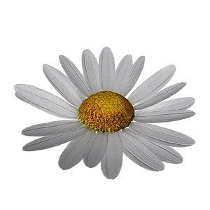 Daisy