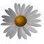daisy blossoming 3d 3ds