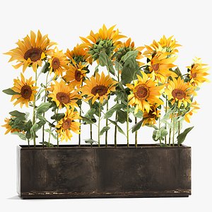 3D model Sunflowers in a flowerpot 1021