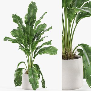 Plants collection 956 model