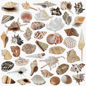 Seashells Collection 2 3D model