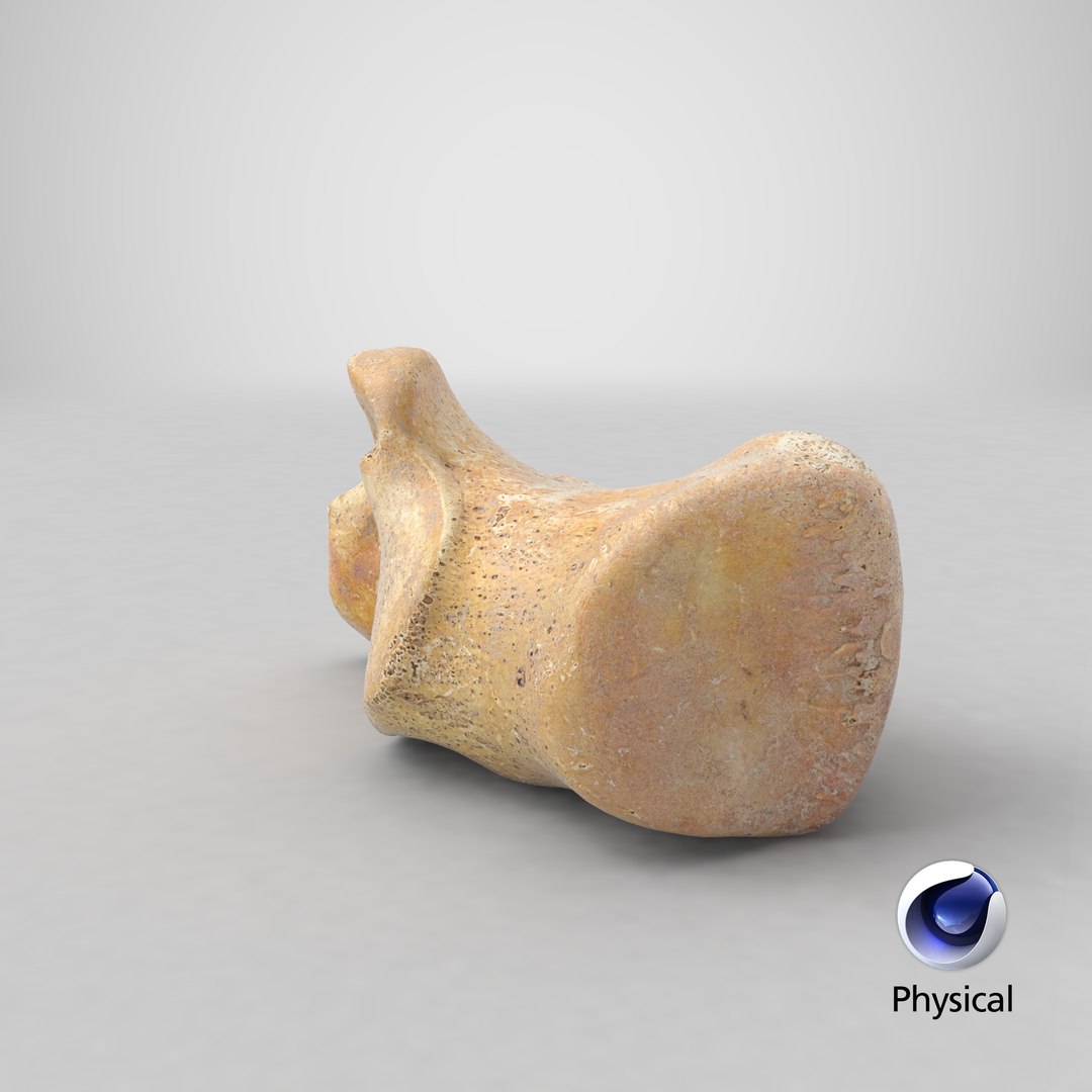 3D calcaneus bone 01 model https://p.turbosquid.com/ts-thumb/G6/bgWNFi/F1aCFZ5f/stemcell_cinema_4d_physical_render/png/1585903817/1920x1080/fit_q87/8c29065eacd6616bcdfe668b5a685e6f4abedfab/stemcell_cinema_4d_physical_render.jpg