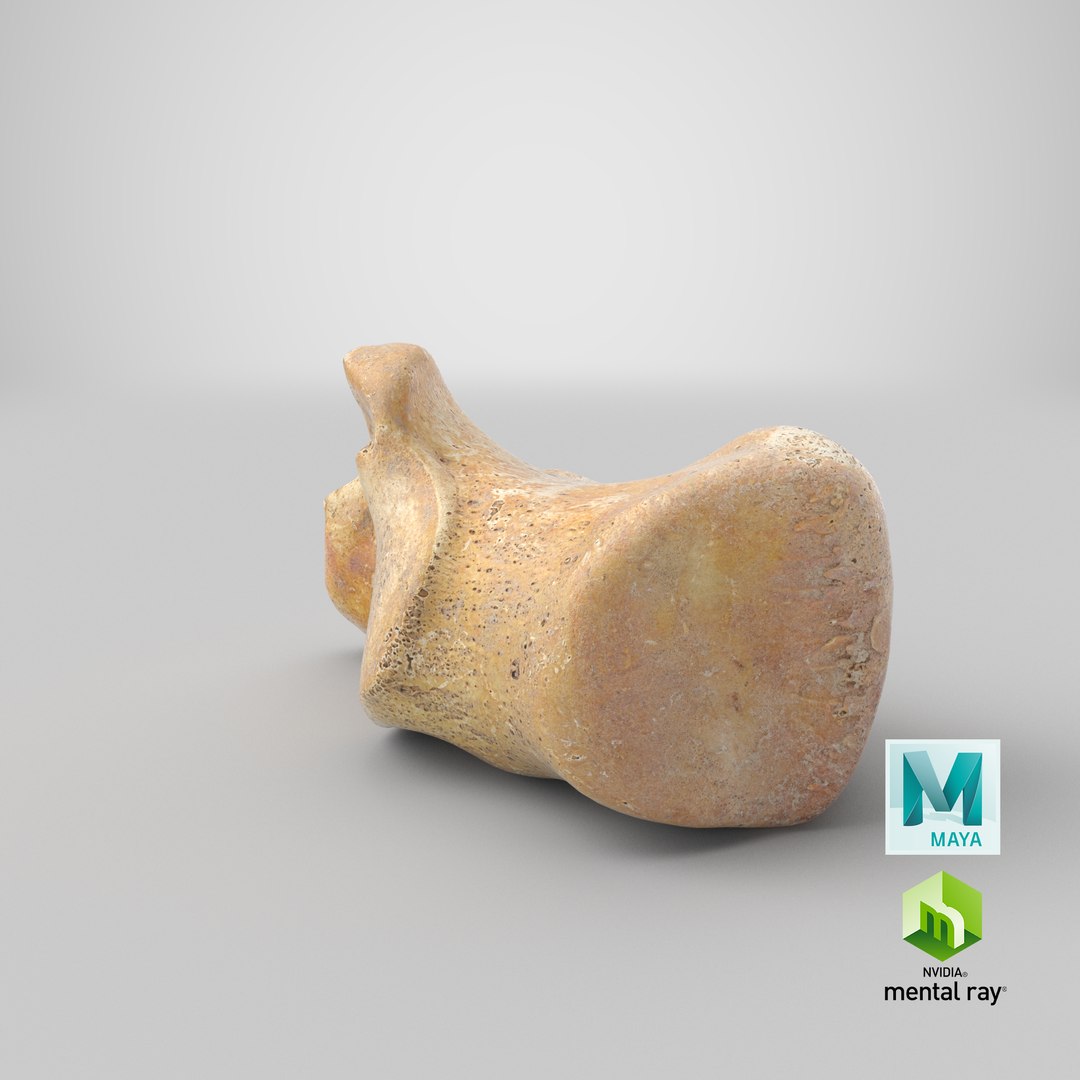 3D calcaneus bone 01 model https://p.turbosquid.com/ts-thumb/G6/bgWNFi/FVmWxV8w/stemcell_maya_mental_ray_render/png/1585903845/1920x1080/fit_q87/e8b54720540fe04e175bc9e8bfa6635bae309ef7/stemcell_maya_mental_ray_render.jpg