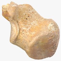 Real  Calcaneus Bone 01