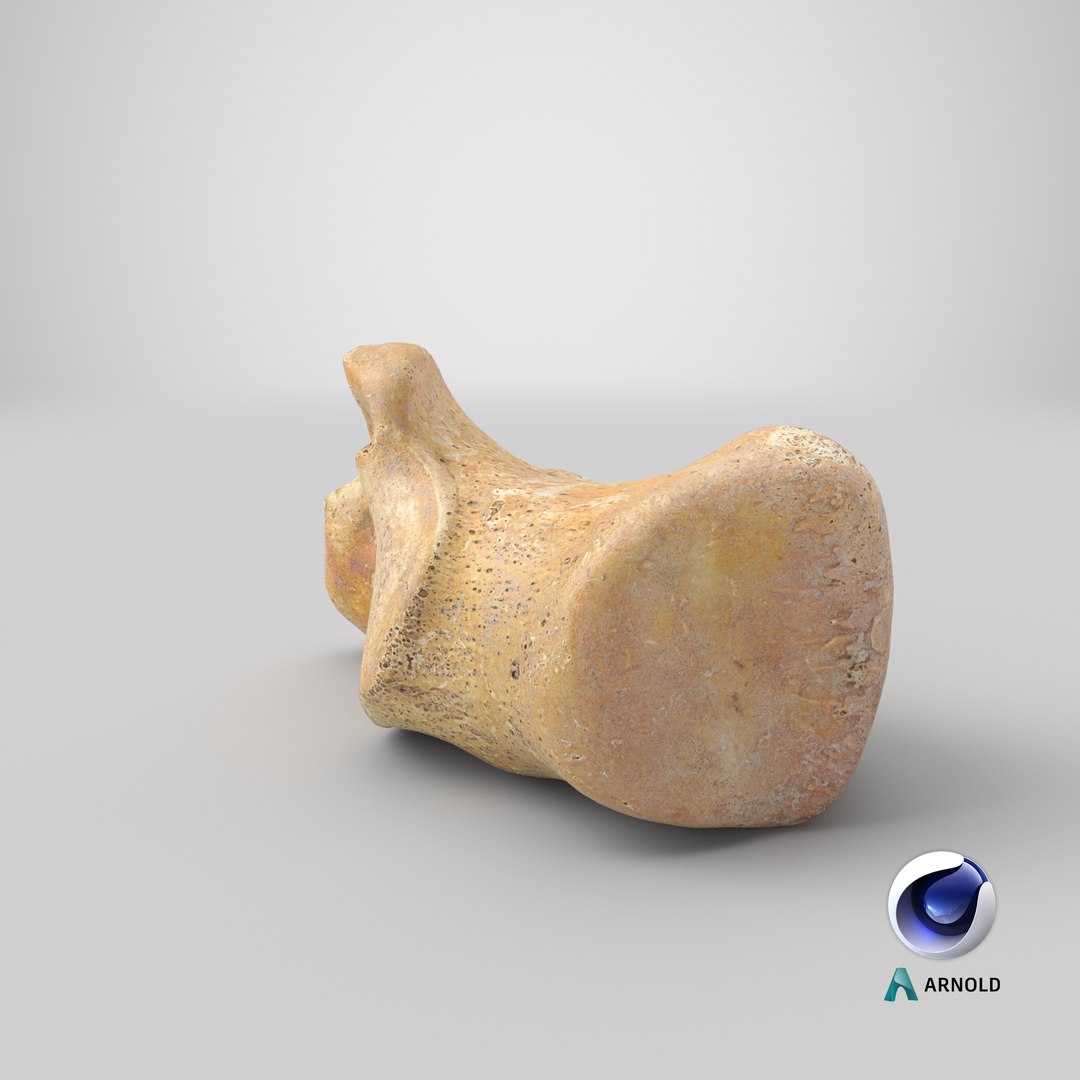 3D calcaneus bone 01 model https://p.turbosquid.com/ts-thumb/G6/bgWNFi/ihjSZJMn/stemcell_cinema_4d_arnold_render/png/1585903821/1920x1080/fit_q87/d8a649e32ae9d9a65336f71dbf48fb980512fdd4/stemcell_cinema_4d_arnold_render.jpg