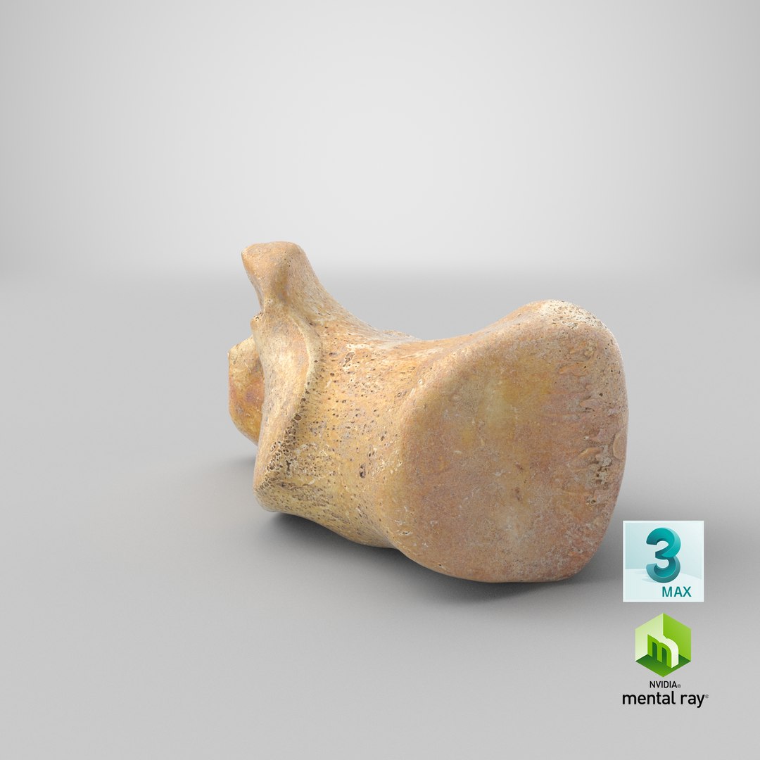 3D calcaneus bone 01 model https://p.turbosquid.com/ts-thumb/G6/bgWNFi/jffZPzTJ/stemcell_max_mental_ray_render/png/1585903830/1920x1080/fit_q87/da3cce876bcac681192fadc740d870a43ebe575d/stemcell_max_mental_ray_render.jpg