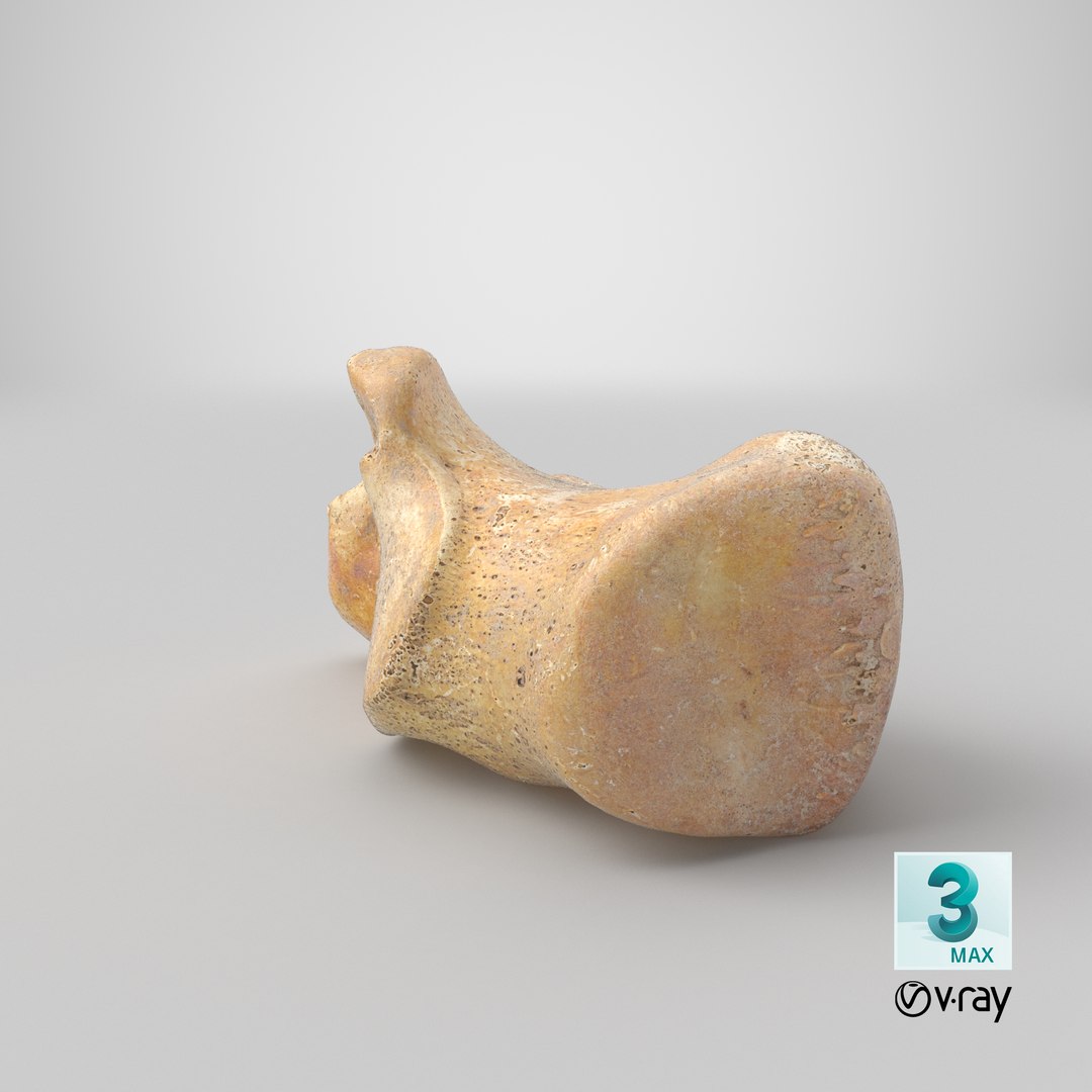 3D calcaneus bone 01 model https://p.turbosquid.com/ts-thumb/G6/bgWNFi/lyTth0XB/stemcell_max_vray_render/png/1585903836/1920x1080/fit_q87/8e1c3f30e0dfbe79b14e47fc77644ede2cb0bcb1/stemcell_max_vray_render.jpg