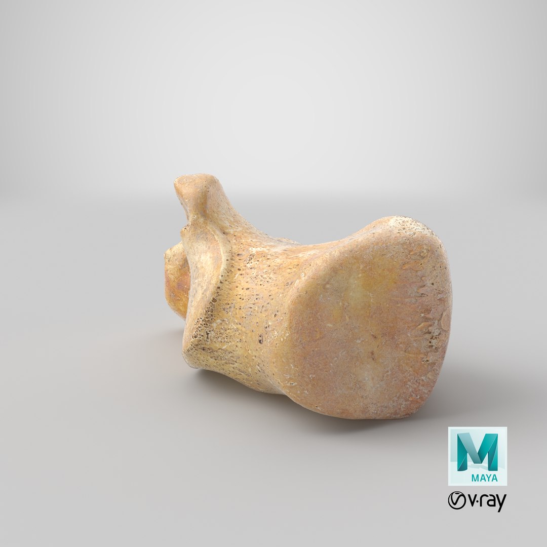 3D calcaneus bone 01 model https://p.turbosquid.com/ts-thumb/G6/bgWNFi/wpajRq70/stemcell_maya_vray_render/png/1585903851/1920x1080/fit_q87/b89d6b1c5fc434555be9a446b704758f07f54312/stemcell_maya_vray_render.jpg