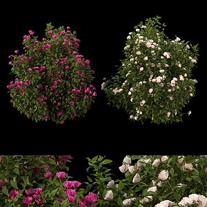 collection flowering bush vol 4 3D model